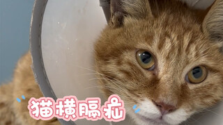 Hernia diafragma kucing, risiko anestesi tinggi, tingkat kesulitan operasi tinggi, tetapi kebaikan s