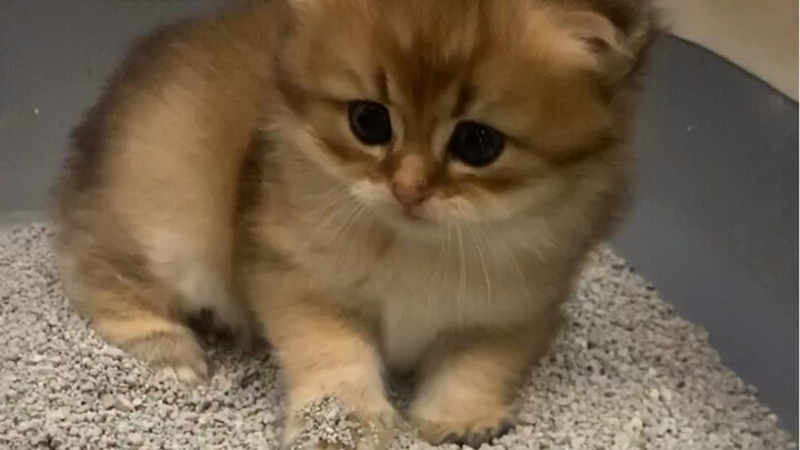 The cat owner patiently helps a newborn kitten poop, but who knew…?