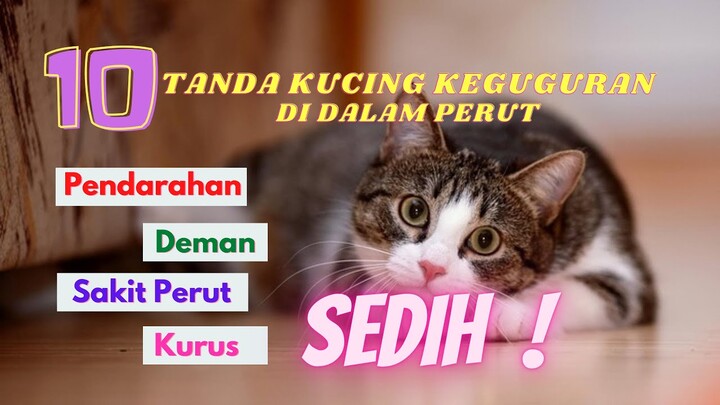 10 TANDA KUCING KEGUGURAN DI DALAM PERUT