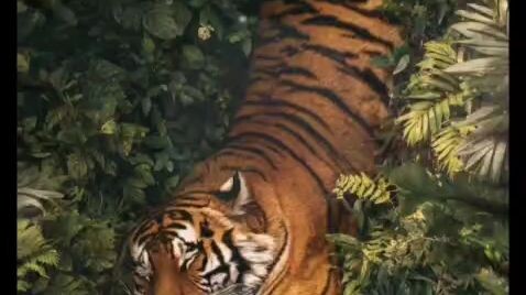 harimau indonesia