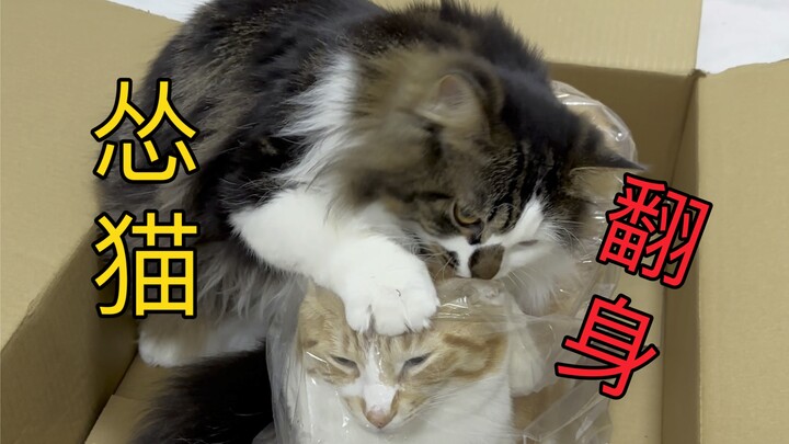 Menantang Kucing Paling Lembut yang Suka Berkelahi di Seluruh Internet