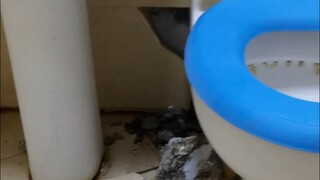 绝了，我坐马桶上如厕，突然厕所被人捅穿了，一张大脸在我屁股后？？？？？