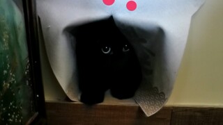 تشيان سيسي مرة أخرى تُخرب المنزل!