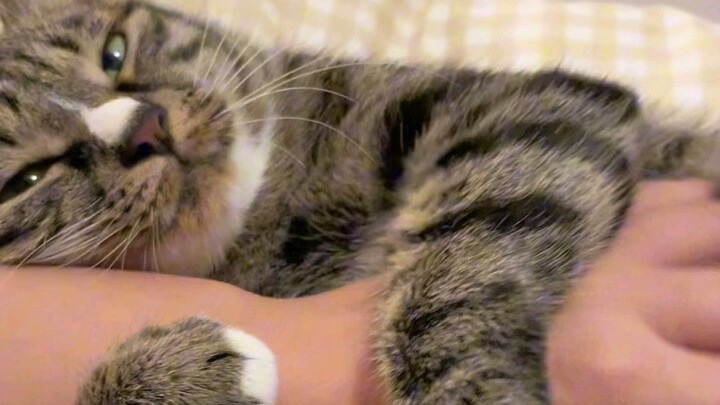Whoever raises this calico cat is sure to be smitten—why is it so good at being cute?