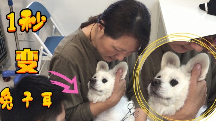 Memberi suntikan pada anjing yang telah dirawat selama 12 tahun, dalam sekejap berubah jadi telinga 