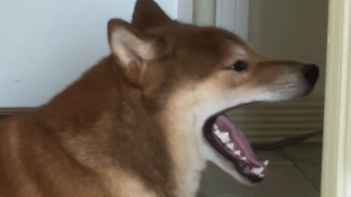 ابن أمي الكبير (هل سينجح هذه المرة؟)