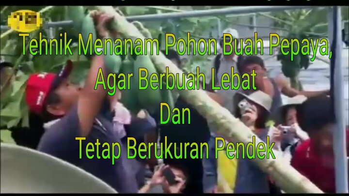 Tehnik Menanam Pohon Buah Pepaya, Agar Berbuah Lebat Dan Tetap Berukuran Pendek