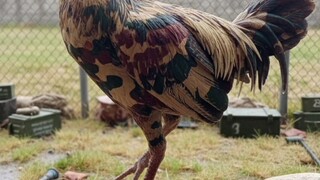 Military inspired stags (AI edits)