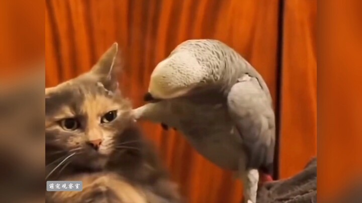 “Ternyata burung nuri juga bisa bikin konten kocak seperti ini, benar-benar gokil!”