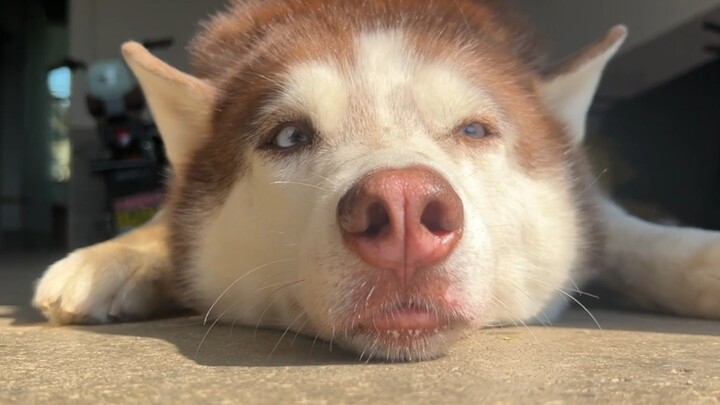 This husky is so afraid of dying that it doesn’t dare to bask in the sun, fearing heatstroke and kic