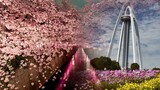 JAPAN | Sakura | Cherry Blossoms & Ichinomiya Tower