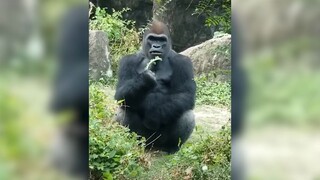动物配音：晓得这个鸭子是怎样躲过去的呀