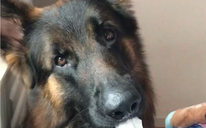 Anjing Gembala Jerman sengaja melakukan kesalahan agar tuannya melihatnya, benar-benar rangkaian “me