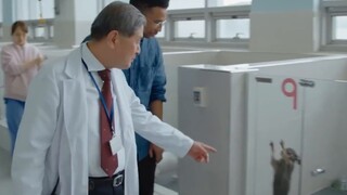 Maukah Anda menukar selusin kucing dengan satu kucing?