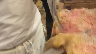 This beef is so tender