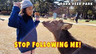 🦌 DEER, STOP FOLLOWING ME! Nara Deer Park | (◕‿◕🌸) Amazing Zia