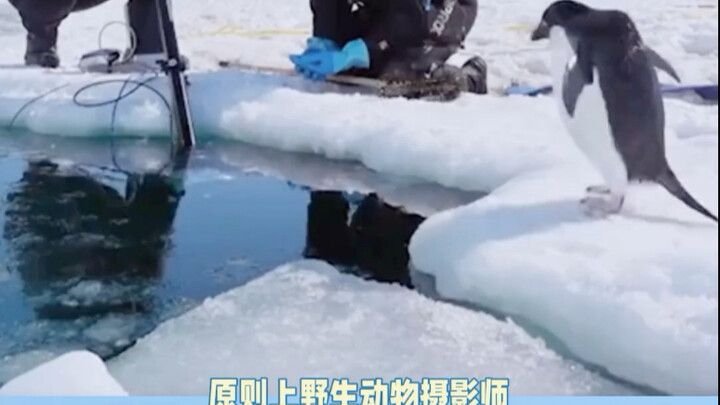 ทนไม่ได้ที่จะมองดูพวกมันถูกธรรมชาติพรากชีวิตไป