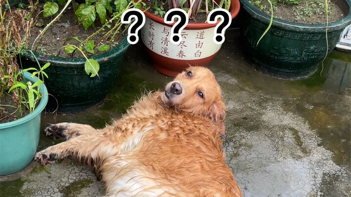 In the end, it all came down to regret! After that rain, Sister Co just…