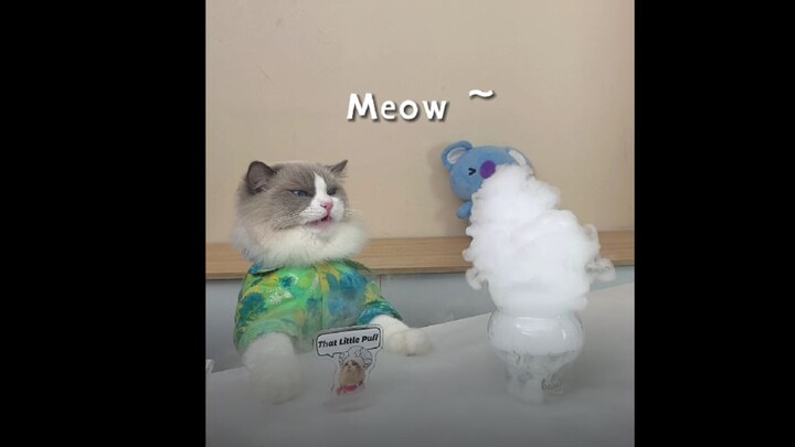 【Puff the Cat Chef】More useless but super stress-relieving trivia has been added again