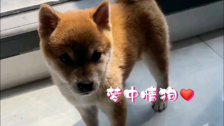 Dream Boyfriend Dog ❤️