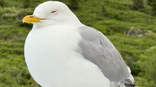 Immersive suction gull