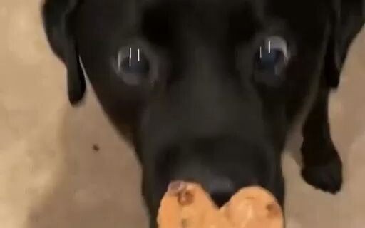 Mesin Pengolah Sampah Dapur Merek ZhuZhu