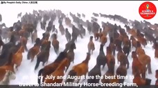 Wonderful World Largest and Oldest Horse Farm in China