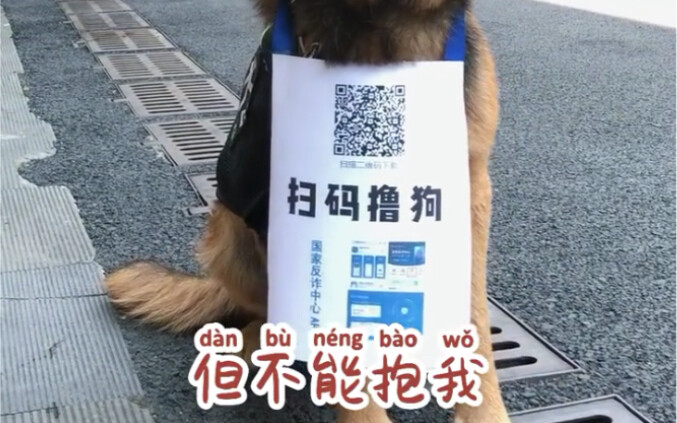 这是为了反诈事业付出了很多的警犬！