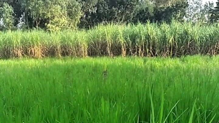 Bangladesh village blog 🇧🇩❤️