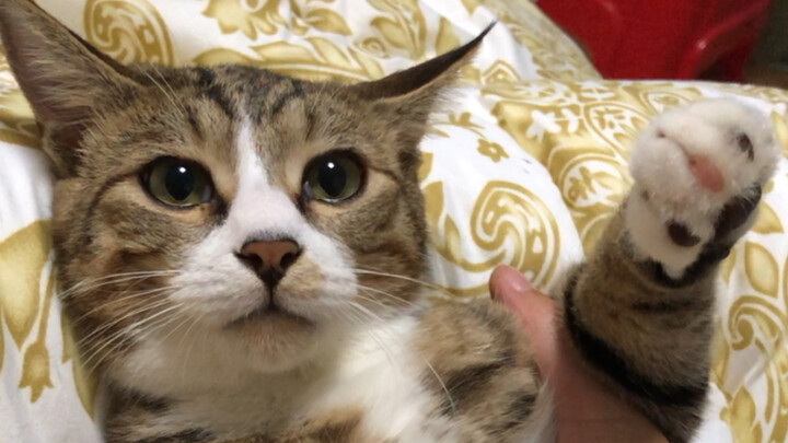 What a lousy cat! Does it really have to slap me just for calling its name?
