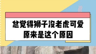 Alasan mengapa kita merasa harimau itu lucu adalah karena alasan ini