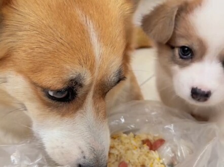 Corgi: Mẹ ơi, vừa nãy mẹ định cắn chết con à?