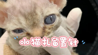 @Dokter Hewan Wang～Jie meminta saya membantunya memasang jarum infus pada anak kucing berusia 25 har