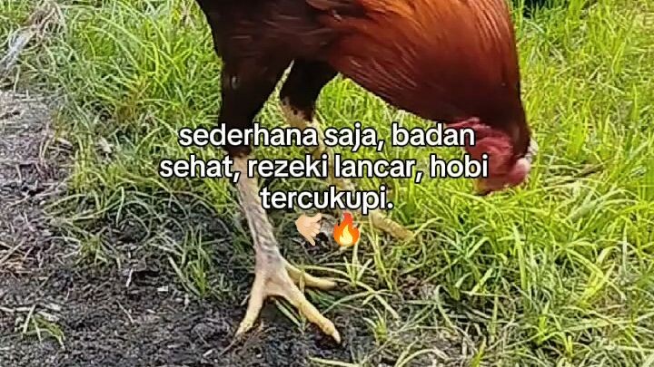 Koytrat 🐓🔥
