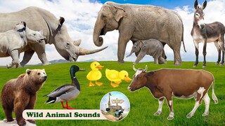 30 Minutes Funny Animal Sounds in Nature: Donkey, Elephant, Bear, Rhino, Duck,... | Animal Moments