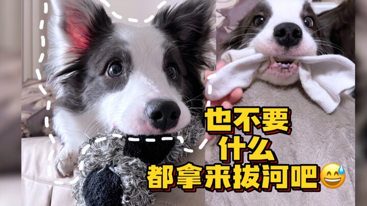 You definitely can’t use this for tug-of-war! Border Collie: No way!