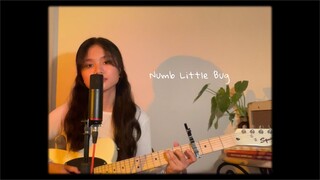 Numb Little Bug // Em Beihold (Cover)