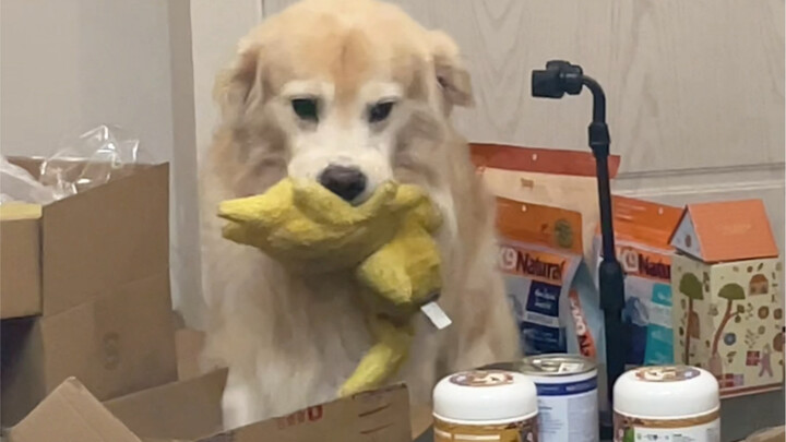 Bị thùng chuyển phát nhanh chặn đường, nóng ruột muốn chết.