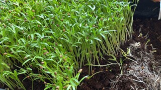 Ăn gà trộn gỏi rau muống mầm nhà trồng | Miền Tây TV