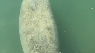 Jika kamu menuangkan sedikit air ke kepala manatee, ia akan langsung berbalik dan mencarimu.