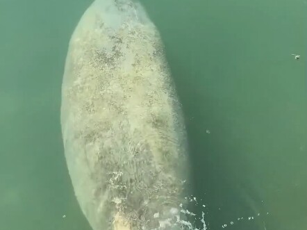 If you pour some water on a manatee's head, it'll immediately turn around and come looking for you.