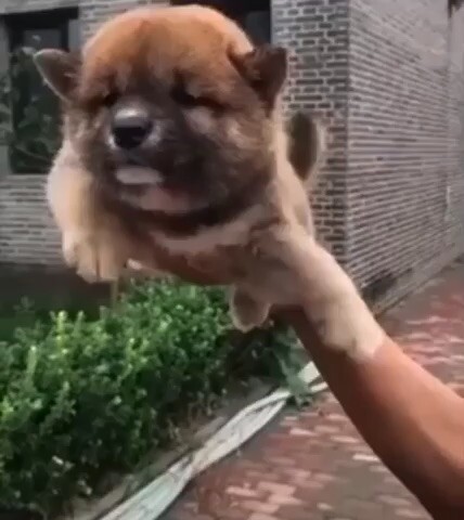 Doggy 🐶
