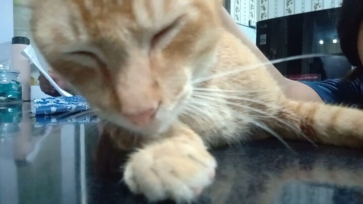 kucing oren