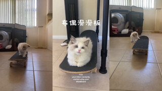 POV：当你的猫猫无意间玩起了你的滑板