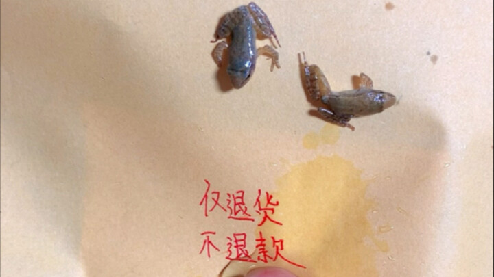 At this moment, the frog—no, my tears just couldn’t hold back anymore. Thank you for your support!