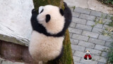 【Panda Chong Chong】Chong Chong Knows How to Climb a Tree! (๑• . •๑)