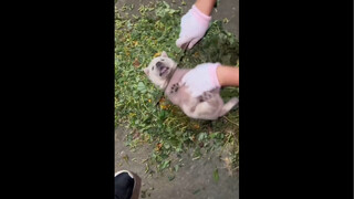 小狗：好玩再来一次