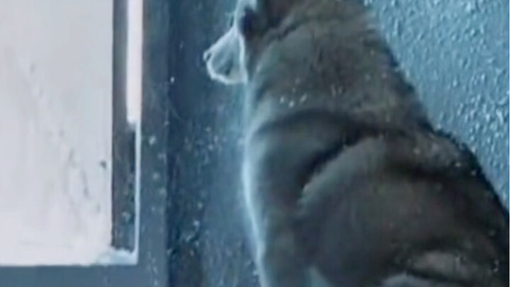 Recreating the classic poses from dog movies