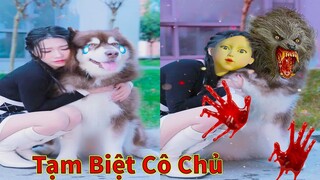 Thú Cưng TV | Gấu Alaska Gia Gia #20 | chó thông minh vui nhộn | Pets funny cute smart dog