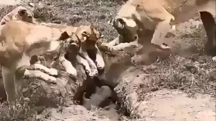 Singa: Kita harus belajar keluar dari zona nyaman.
